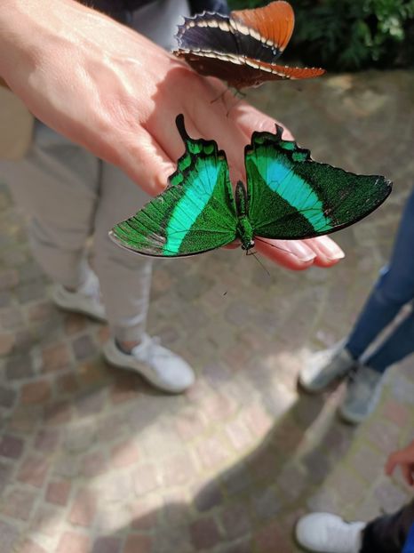 Img.2022.04.18 - Fluturi