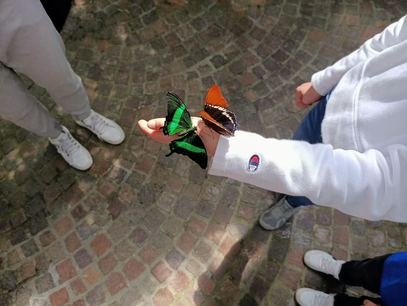 Img.2022.04.18 - Fluturi