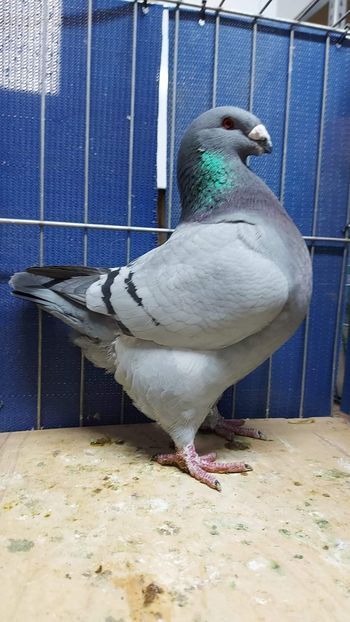 M 2021 - Perechi 2022