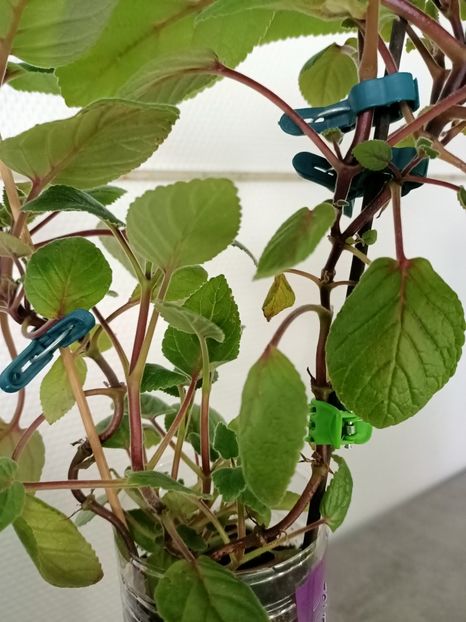 Dacă aș lăsa lăstari tineri? - PROBLEME