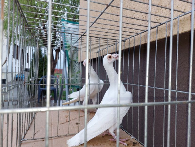  - 31 DE VANZARE 2022