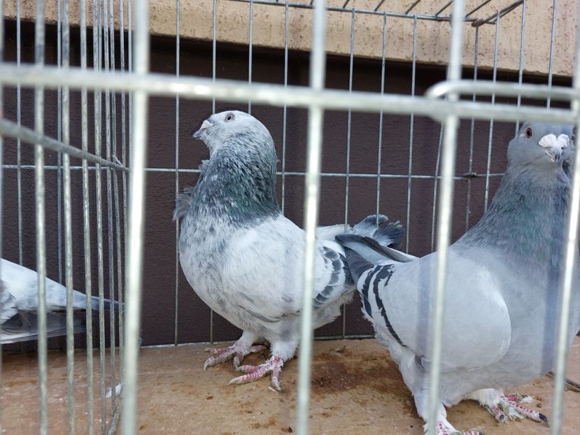  - 31 DE VANZARE 2022