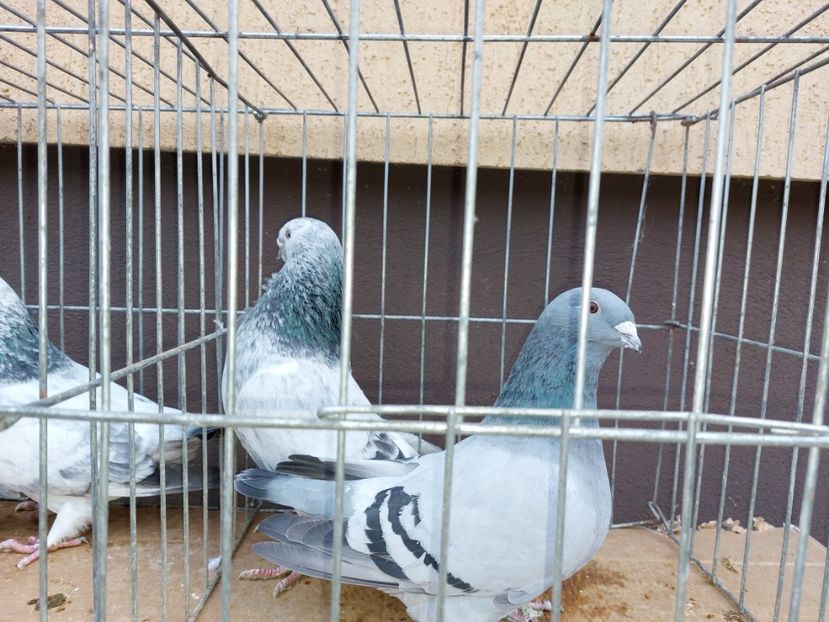  - 31 DE VANZARE 2022