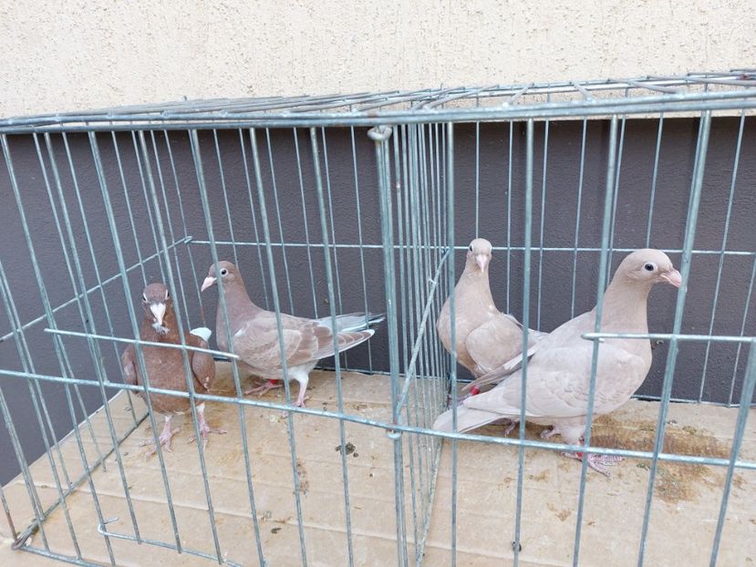  - 31 DE VANZARE 2022