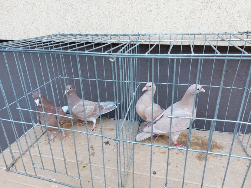  - 31 DE VANZARE 2022