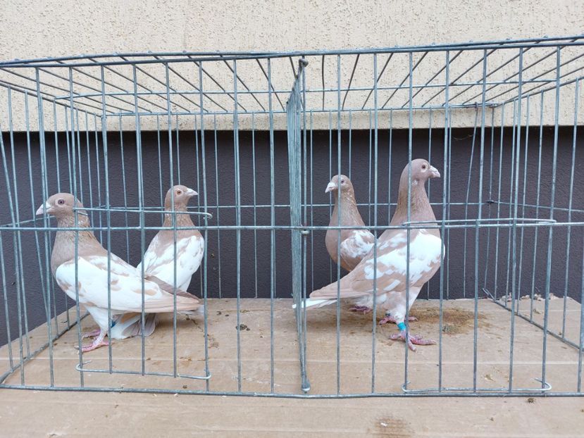  - 31 DE VANZARE 2022