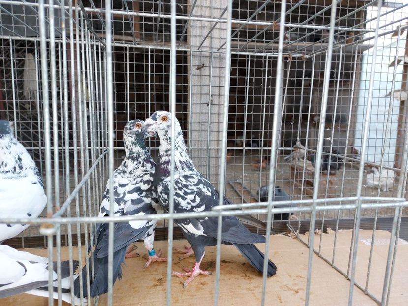  - 31 DE VANZARE 2022