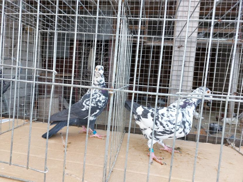  - 31 DE VANZARE 2022