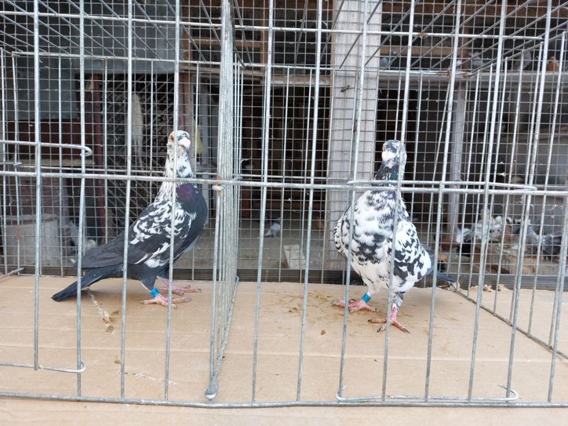  - 31 DE VANZARE 2022