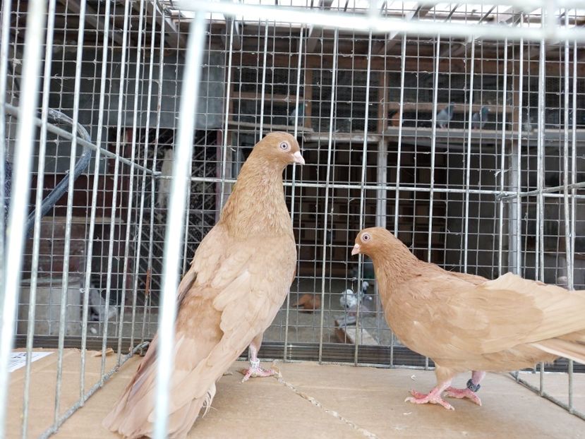  - 31 DE VANZARE 2022