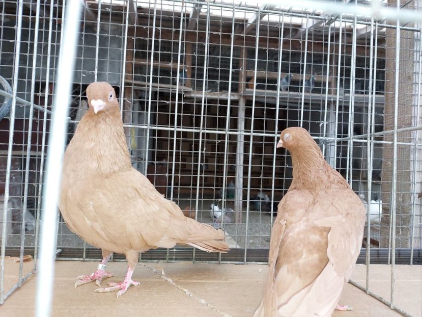  - 31 DE VANZARE 2022