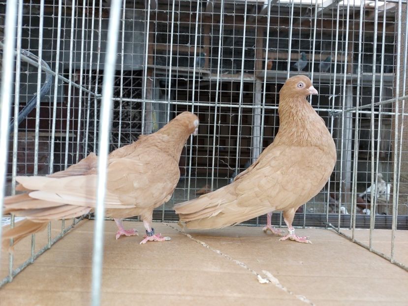  - 31 DE VANZARE 2022