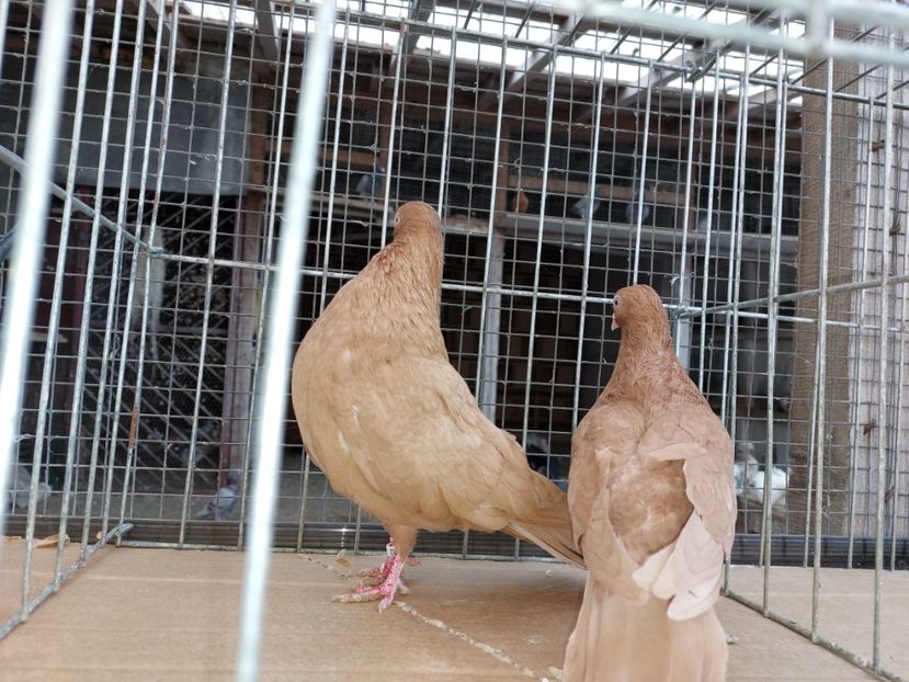  - 31 DE VANZARE 2022