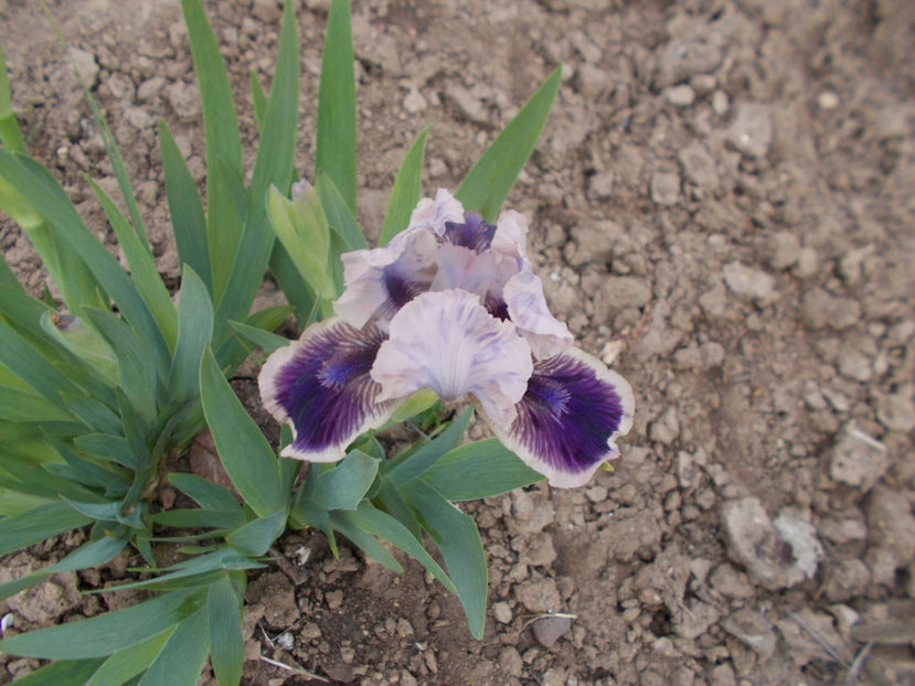 whydidi - IRISI PITICI-2022