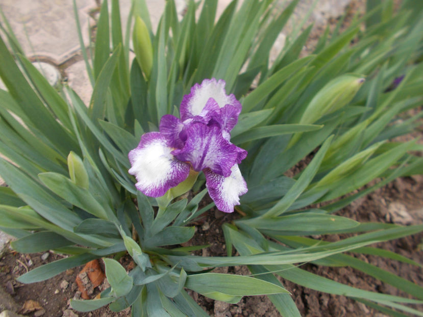 049 - IRISI PITICI-2022