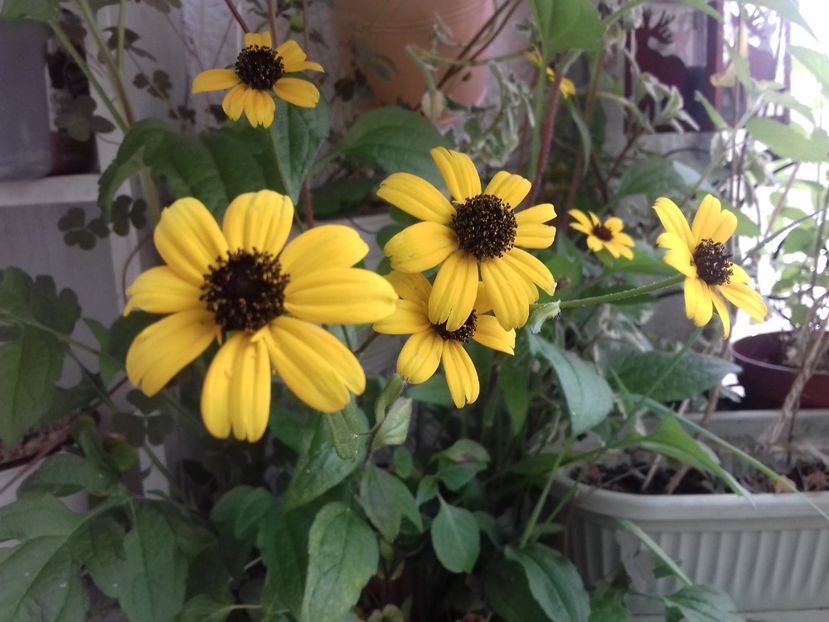  - Linişte şi flori