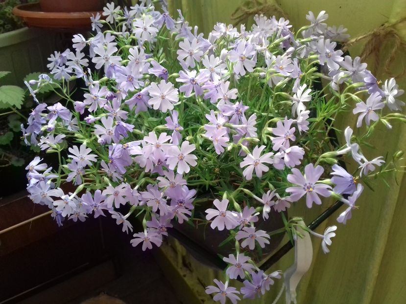  - Linişte şi flori