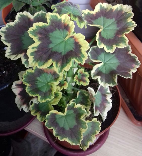 ❤ - Linişte şi flori