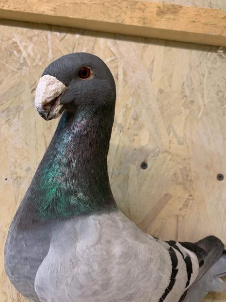 AB618285-33F5-4E1D-B3E9-DB2AEB827A80 - Masculi2022