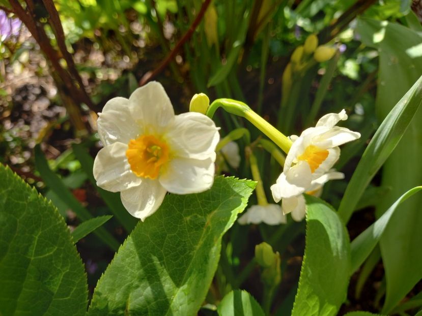 Tazetta Geranium - Grădina 2022