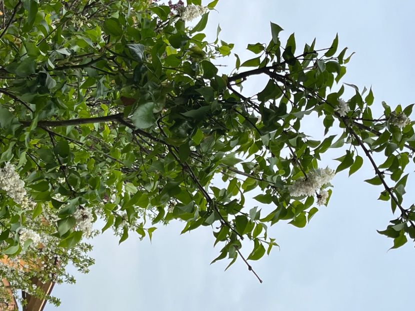 A6FC376F-E962-4EC9-A59D-57C77FBFFE92 - Arbuști 2021-2023