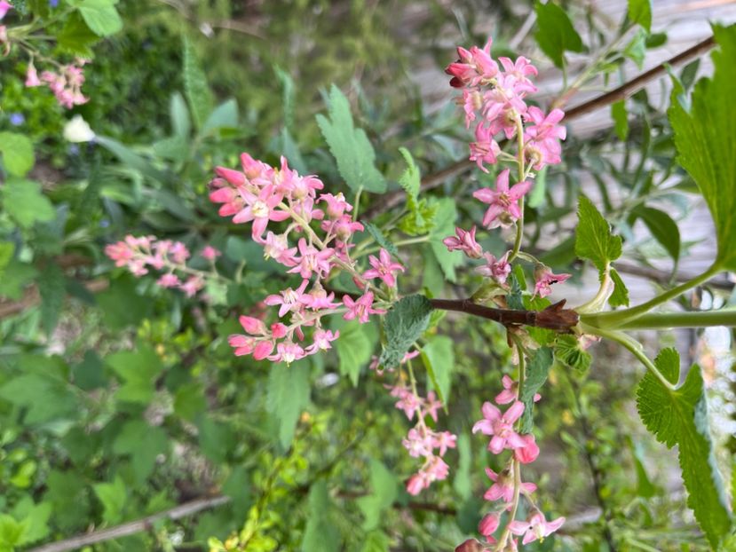 3F6A9971-3273-4642-9159-5D34E55E7B71 - Arbuști 2021-2023