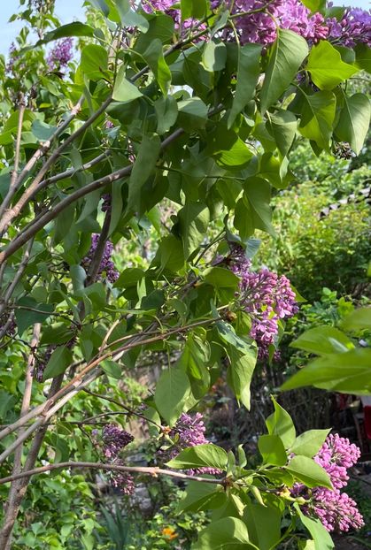 E043EEAF-F78C-46E7-B2F9-62C0F8EF0923 - Arbuști 2021-2023