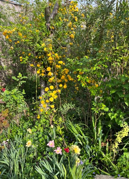 33AD3906-79D1-4858-A4ED-6F0CDBA835A7 - Arbuști 2021-2023