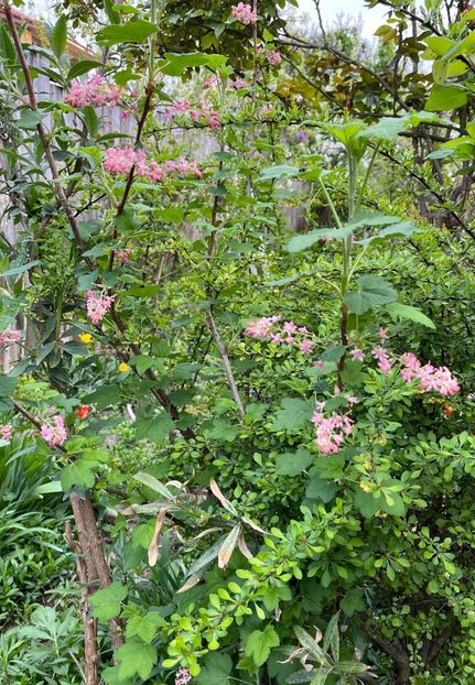 28DA769B-992C-4D51-8BBE-5AC83AF2204A - Arbuști 2021-2023