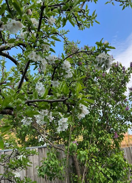 44462503-D497-4BE6-B4D3-4AA9046BDFD7 - Arbuști 2021-2023