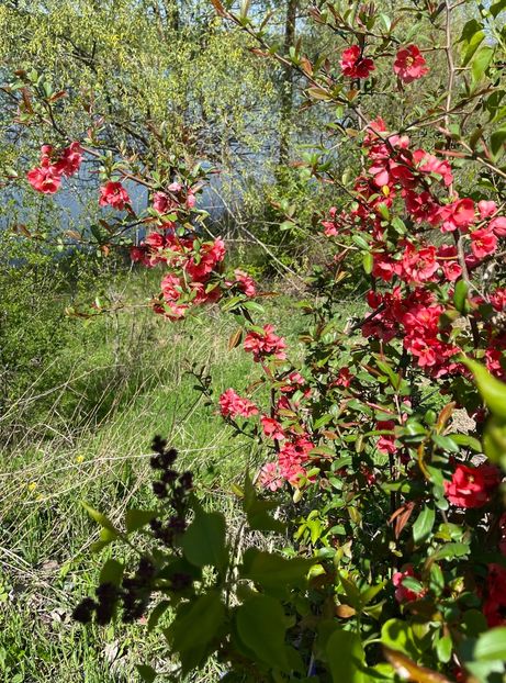 81058B61-CBF8-4AB4-A211-460418FB6BA6 - Arbuști 2021-2023