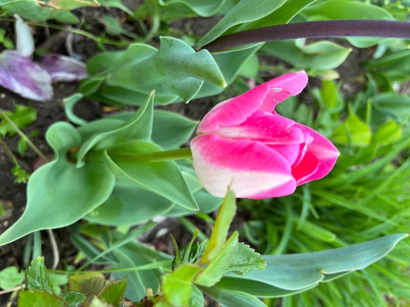 7C9FFED7-3DD2-45C1-9BEF-EA6315205151 - Lalele 2022