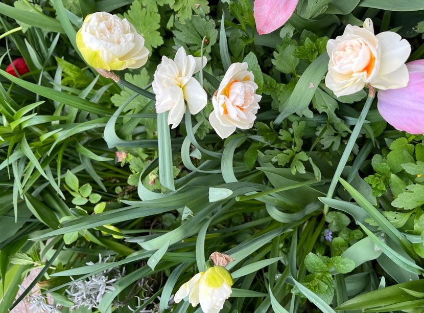 3FBB5EF3-135B-4A2E-A43A-F7F7EFEB6623 - Narcise 2019 2022 25