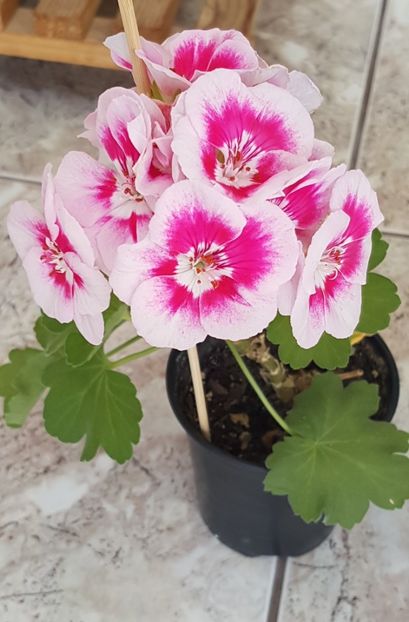 2022 - Spĺash pierduta 2024