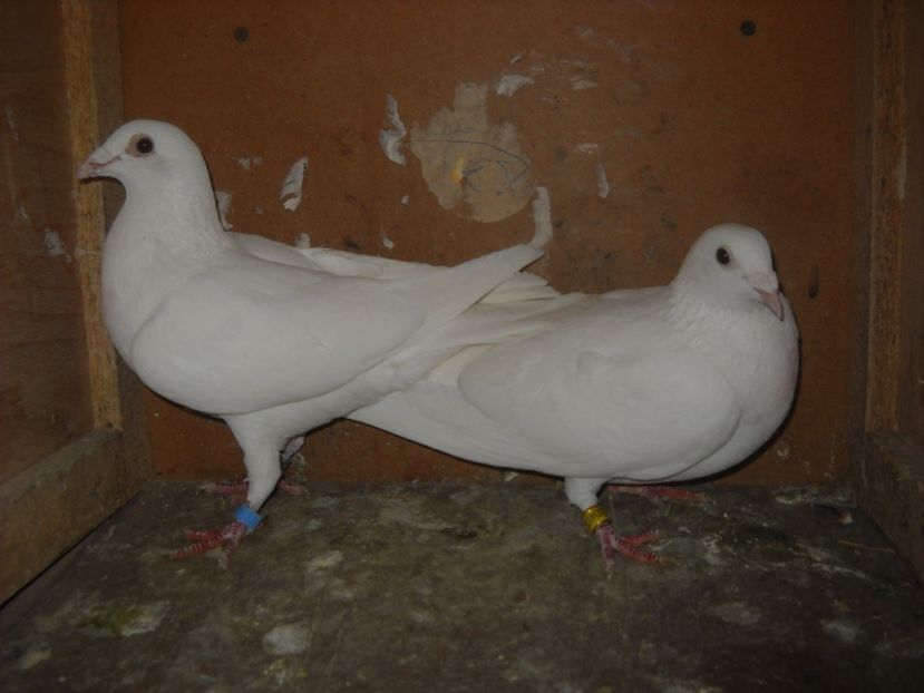  - UNDEVA IN SUCEAVA arhiva