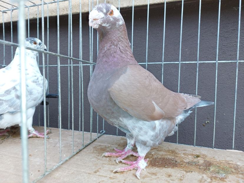  - 31 DE VANZARE 2022