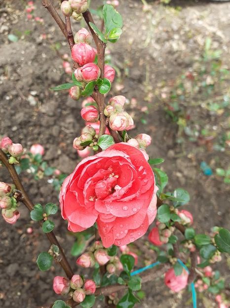  - 0 Chaenomeles speciosa Pink Storm fara spini Gutui japonez ornamental nu face fructe
