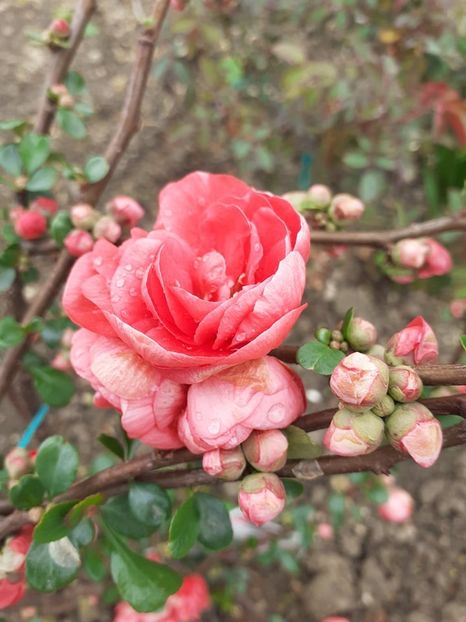  - 0 Chaenomeles speciosa Pink Storm fara spini Gutui japonez ornamental nu face fructe