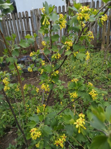ribes aureum - arbori ornamentali 2022