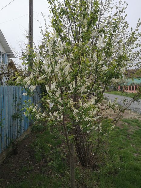  - arbori ornamentali 2022