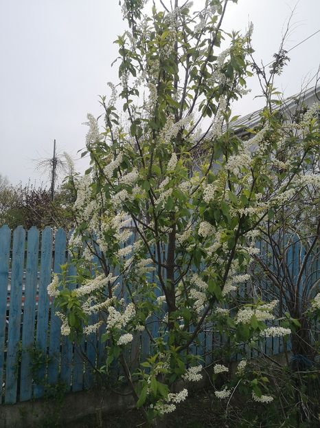  - arbori ornamentali 2022