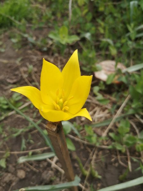 - Gradina flori 2025