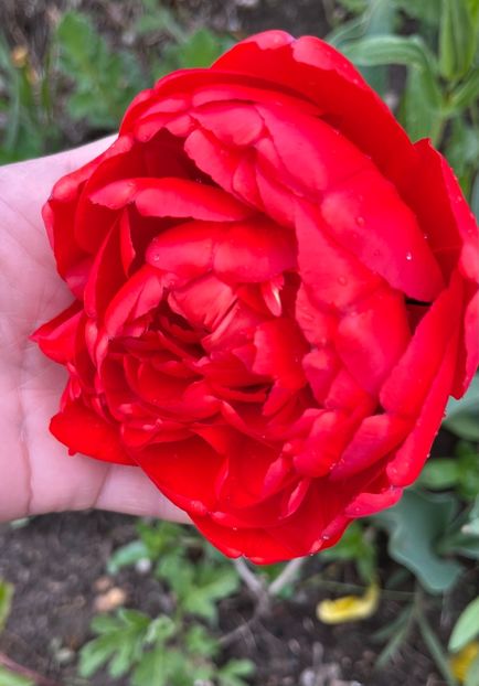 6BC75C9B-FF79-499A-8BA0-049B40068124 - Lalele 2022