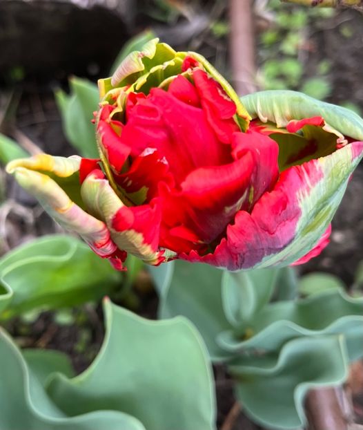 38CA6D41-EC84-4717-B65C-194CCEC0250D - Lalele 2022