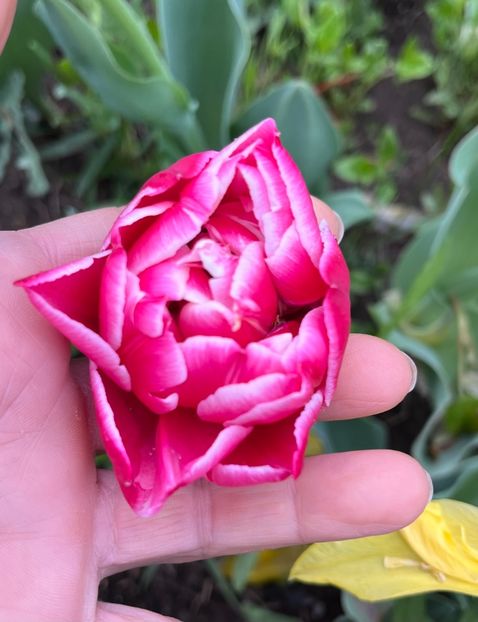 15A668C0-C7AF-4C0F-BDBB-D1380741E648 - Lalele 2022