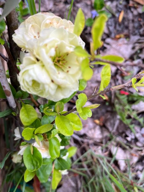 8ECD2CA4-2153-4BF9-9B2D-0E88EC0FF011 - Arbuști 2021-2023