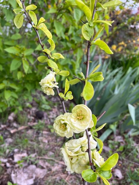 F83B0257-A2F0-44E1-997C-A82998D8F592 - Arbuști 2021-2023