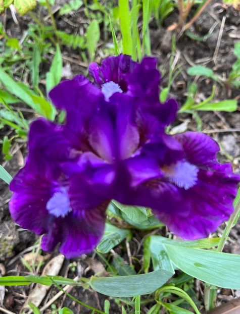 593EDA4C-5AD8-4666-8232-4286D47BCAE3 - IRISI 2021 22