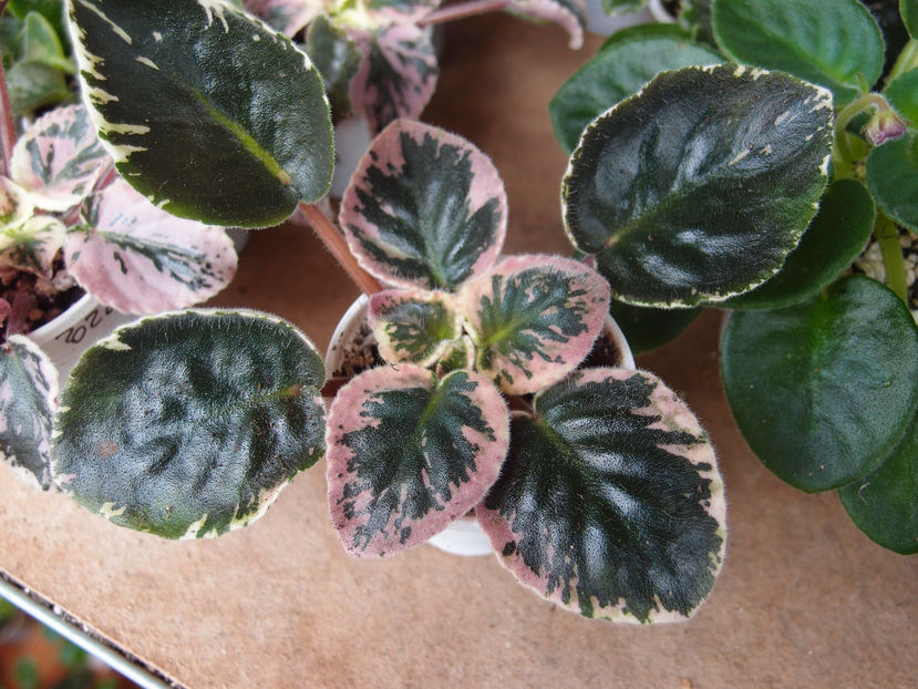 P4128832 - ND Mattiola