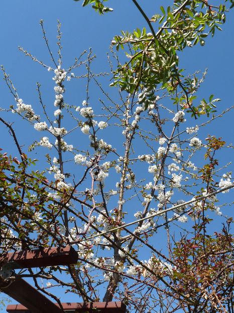  - 2022 - 01 - Primavara